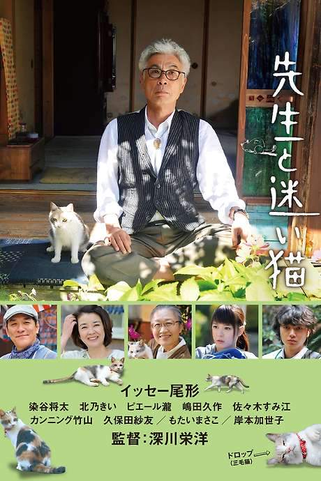 Teacher and Stray Cat
